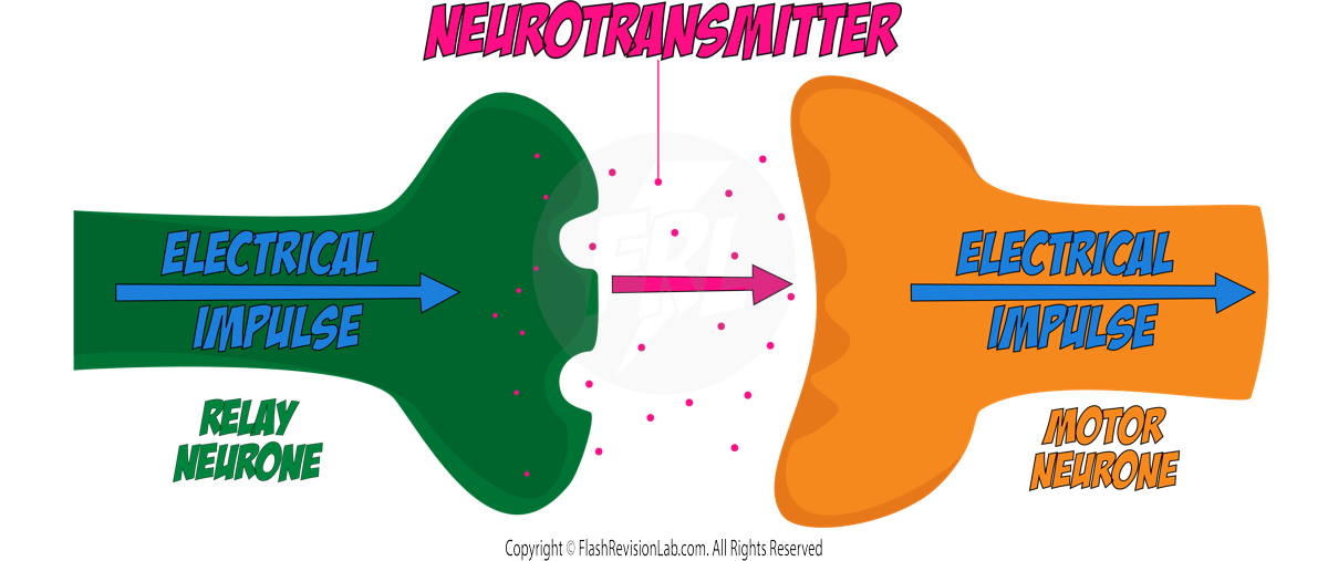 Neurotransmitter